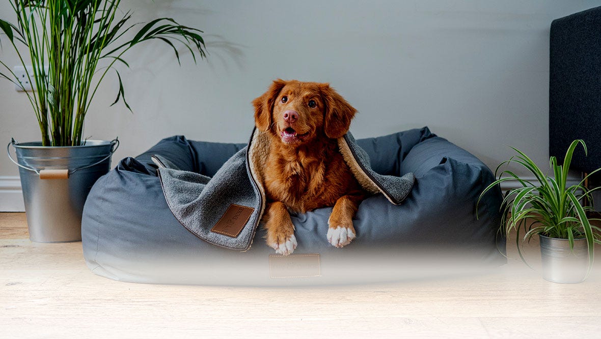 A pretty cinnamon colored labrador retriever laying on a dog bed underneath a blanket.