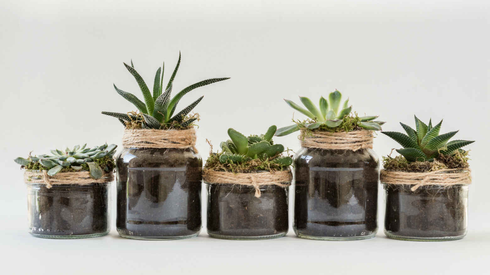 Used candle jars being used as vases for plants.